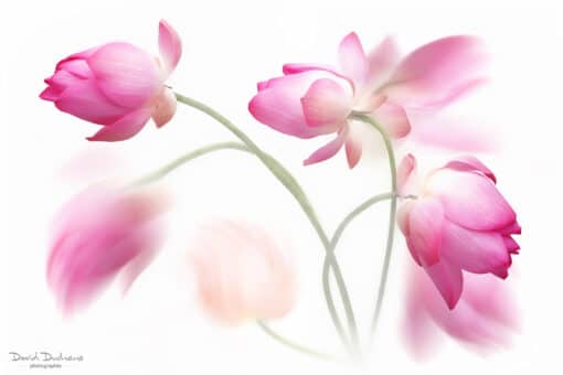 Cours Photoshop art floral créatif – Image 4